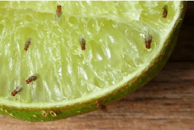 Fruit in the Open Air: A Health Hazard or a Citrusy Comedy?